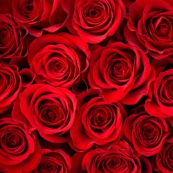 Birthday Package - Rose Bouquet + Godiva 85c Dark Chocolate Birthday Package - Rose Bouquet + Godiva 85c Dark Chocolate