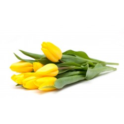 Bright Holland Yellow Tulips Bouquet Bright Holland Yellow Tulips Bouquet
