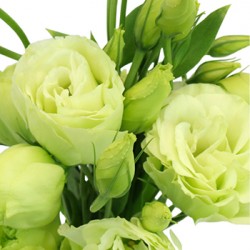 Pink Tulips Hand Bouquet 20 Stems Pink Tulips Hand Bouquet 20 Stems