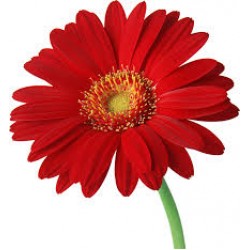 Flowers arrangement for Shop Opening Flowers arrangement for Shop Opening