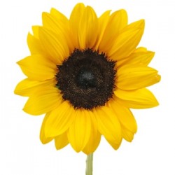 Sunshine Sunshine