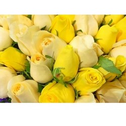 50 Stems Mix Color Roses Bouquet 50 Stems Mix Color Roses Bouquet