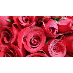 20 Stems Red Roses in a Round Gift Box 20 Stems Red Roses in a Round Gift Box