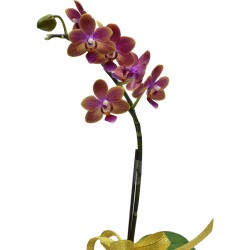 Mini Orchid Delight One Stem Taiwan Orchid in Pot Mini Orchid Delight One Stem Taiwan Orchid in Pot