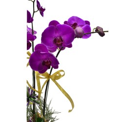 Elegant Harmony Two Stem Taiwan Orchid Bouquet Elegant Harmony Two Stem Taiwan Orchid Bouquet
