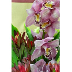 Holland Pink Color Cymbidium Bouquet Holland Pink Color Cymbidium Bouquet