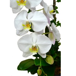 Graceful Whites Pure White Taiwan Orchids Graceful Whites Pure White Taiwan Orchids