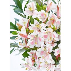 Alstroemeria Bouquet - The Isa Alstroemeria Bouquet - The Isa
